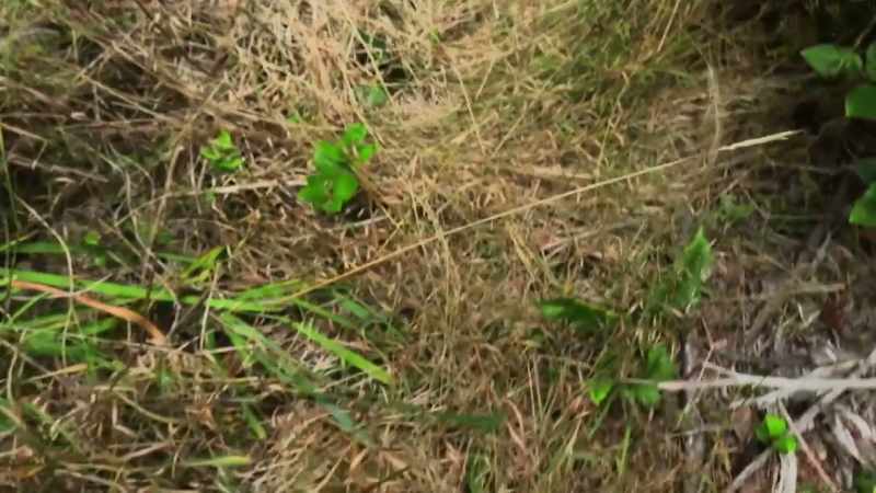 The topography here is rugge and covered in dense foliage