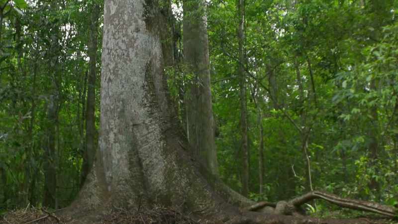 The toxins are absorbed by its roots