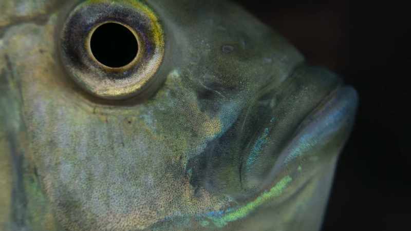 The treacherous catfish babies