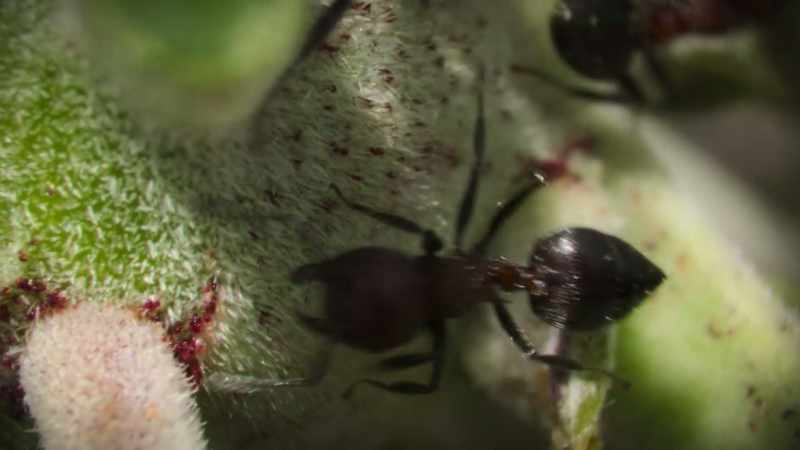 The tree also supplies highly-addictive, sugary nectar to make sure the ants
