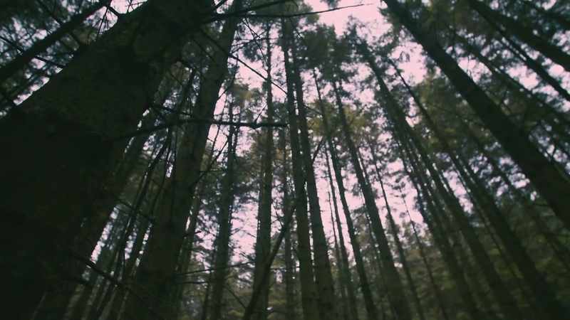 The trees act as almost a cloak for her killer or killers