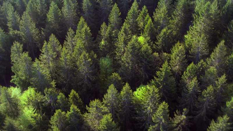 The trees are packed together so tightly