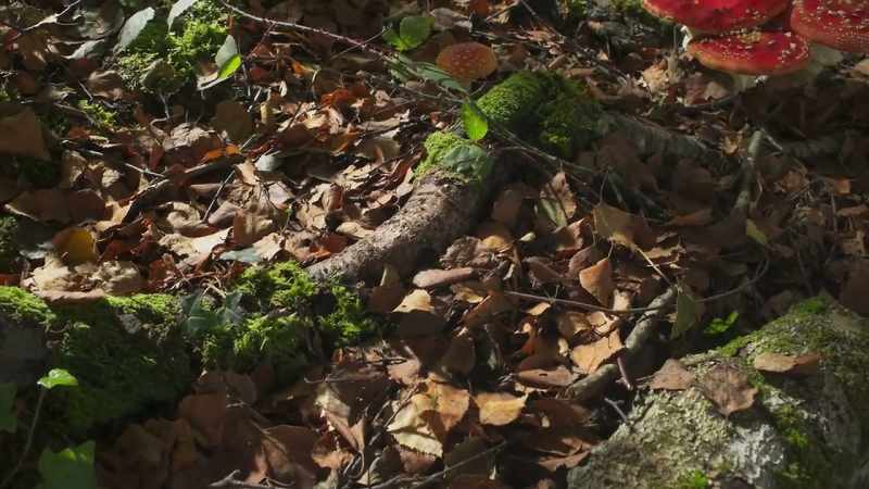 The trees start to divert their nutrients back into their roots