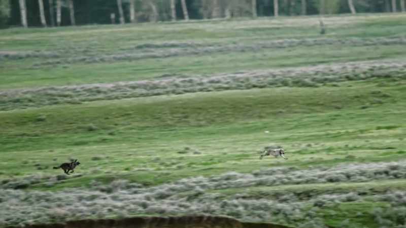 The trespasser must be hunted down