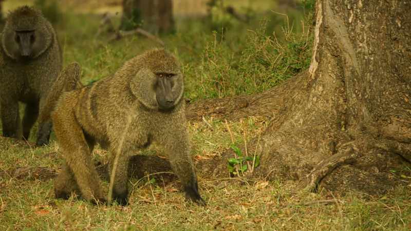 The troop's growing respect for Bakari must be challenged