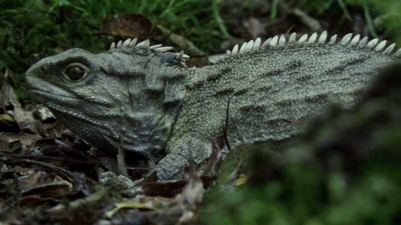 The tuatara survived this mass-extinction event