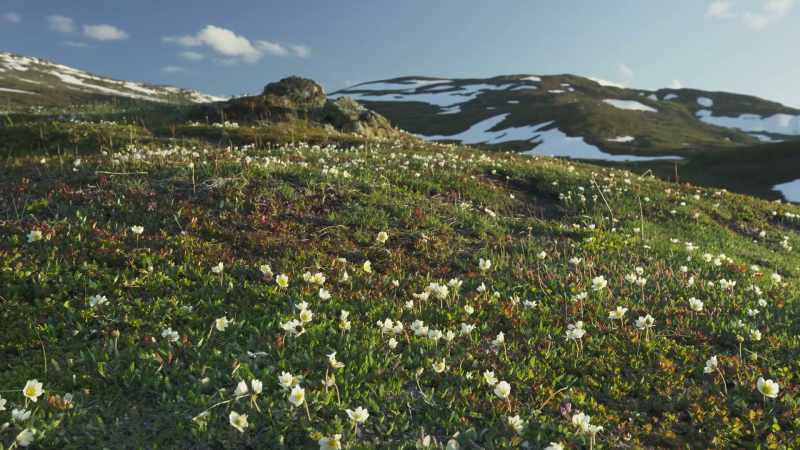 The tundra is now in full bloom