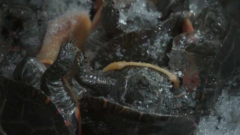 The turtles' body temperature rises just above freezing