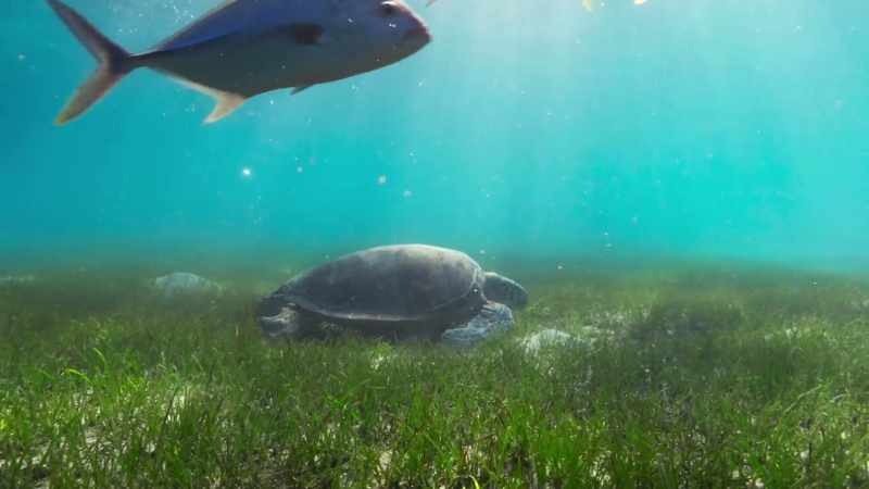 The turtles feed almost entirely on sea grass