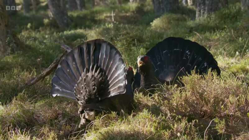 The two males size each other up