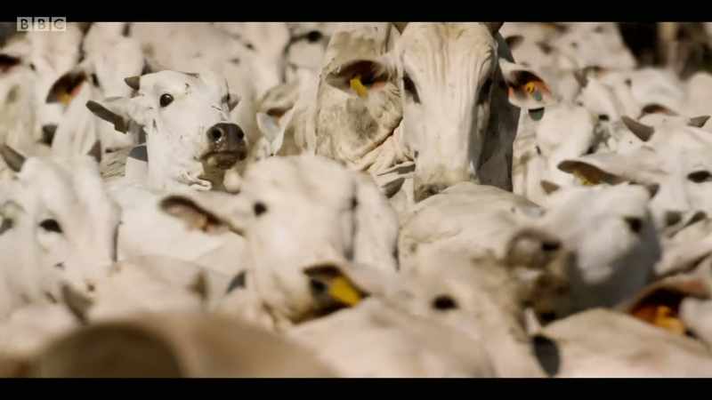 The UK doesn't import much beef