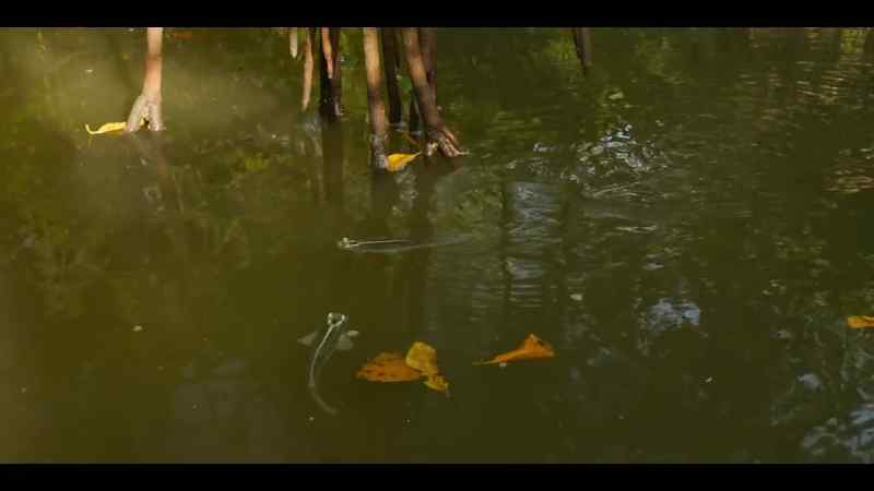 The ultimate reward for going where few fish dare
