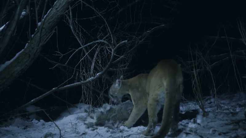 The unrivaled stealth of mountain lions