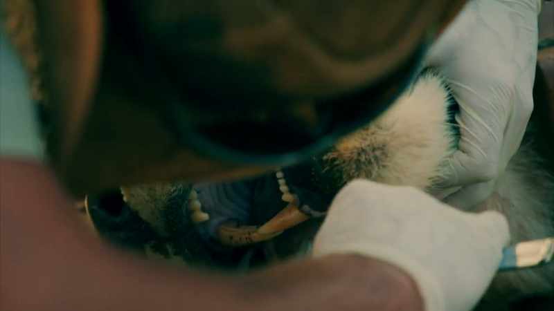 THE UPPER TOOTH IS ALMOST 2 INCHES LONG