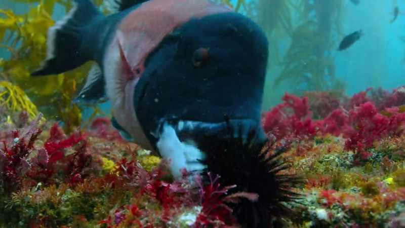 The urchin has to be flipped over to expose its vulnerable underside