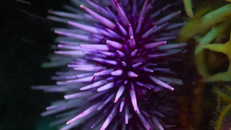 The urchins graze on kelp