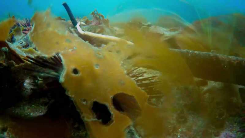The urchins move through the forest