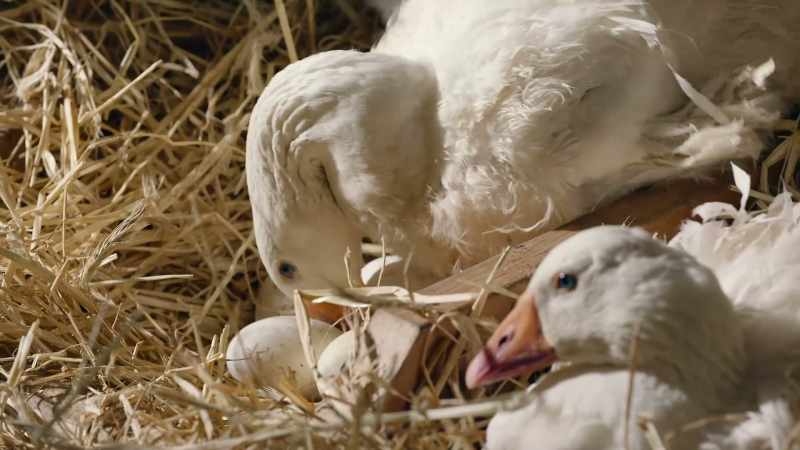 The value of this behavior for goose genes is clear