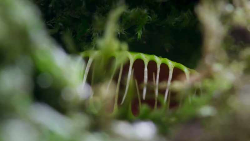 The Venus Flytrap has leaves that are lined