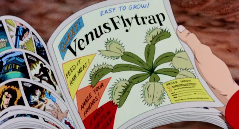 The Venus flytraps