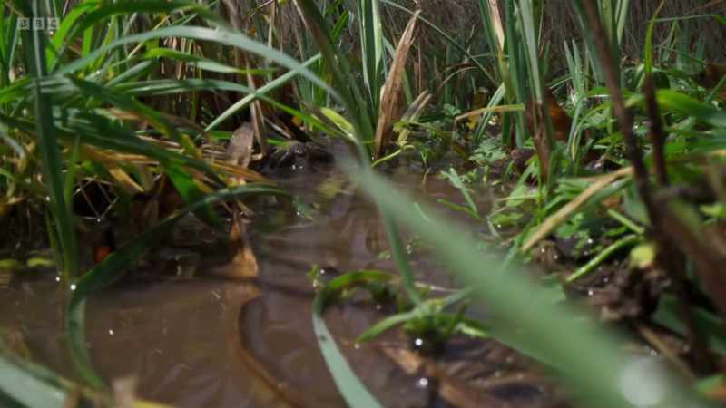 The very pond in which she hatched as a tadpole