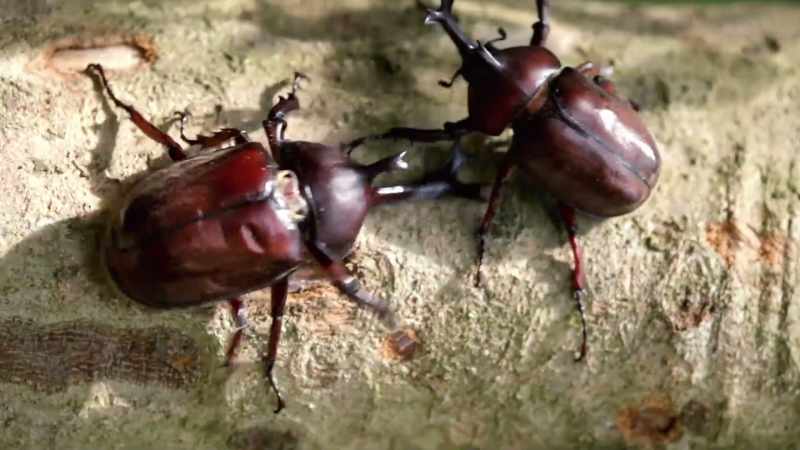 The victorious beetle will eventually break off the other dude's horn