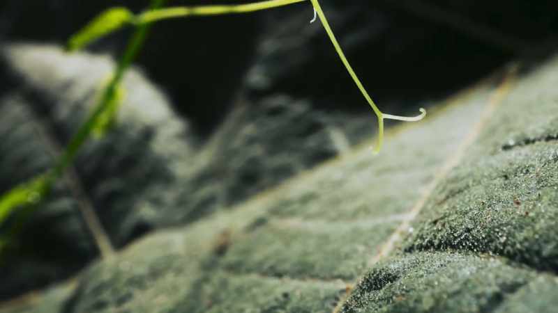The vine's hooks just can't get a hold