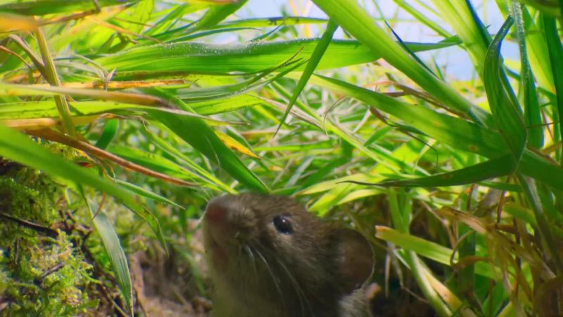 The vole's grass tunnels provide some cover