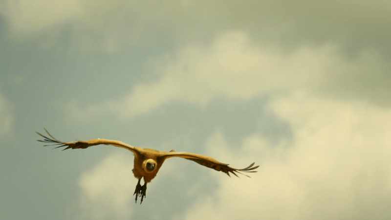 The vultures will go where the wind and the herds take them