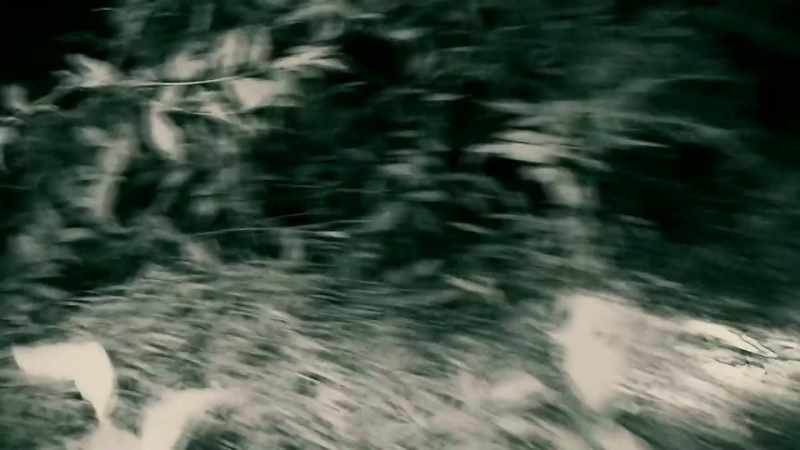 the-wandering-spider