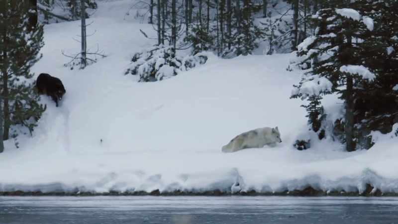 The wapitis are already moving on