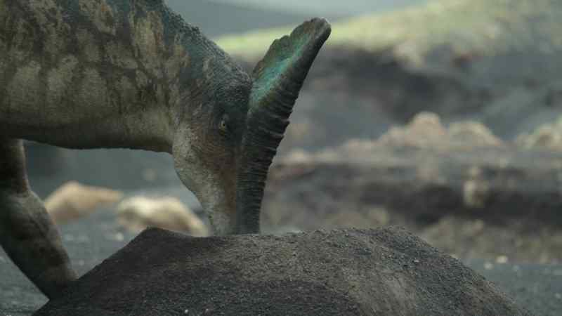 The warm volcanic sand serves as an incubator for their eggs