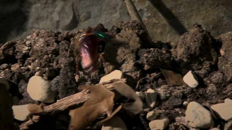 The wasp administers a venom which robs the cockroach of