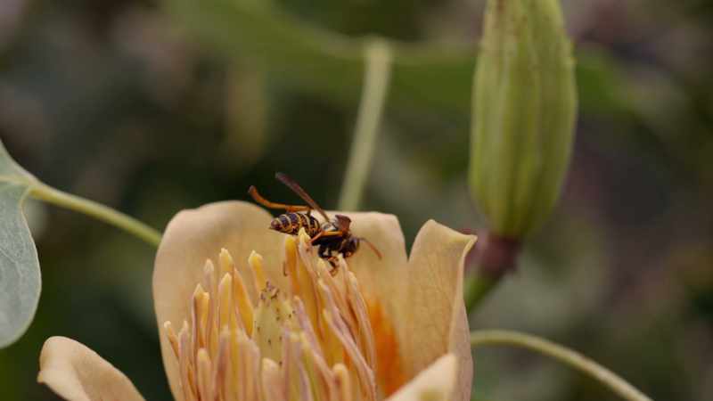 The wasps had nurtured their young during their helpless