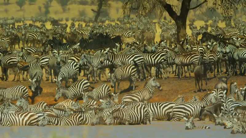 The water hole is now teeming with zebra families