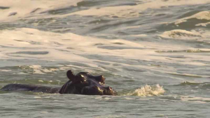 The waves wash away parasites