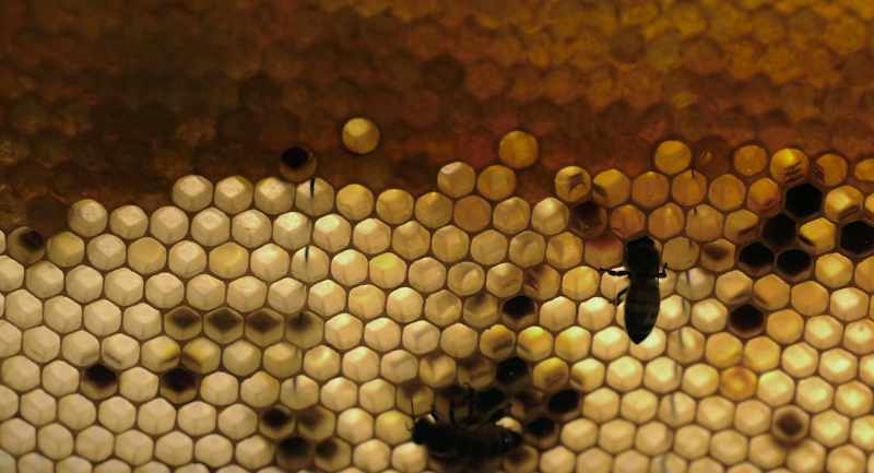 The wax combs that the bees live in