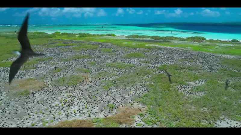 The week the ground-nesting terns learn to fly