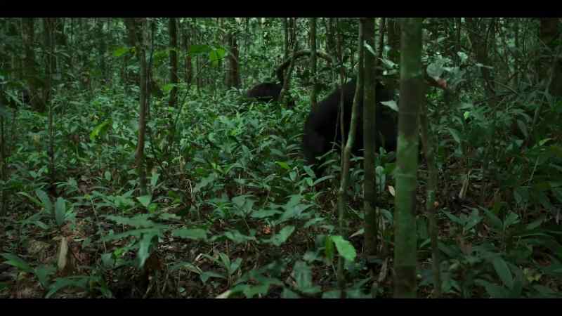 The western males are deep inside the central territory