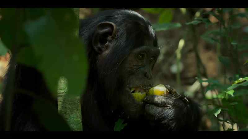 The westerners are spending more and more time here feeding