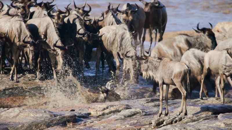 The wet rocks become a perilous slick