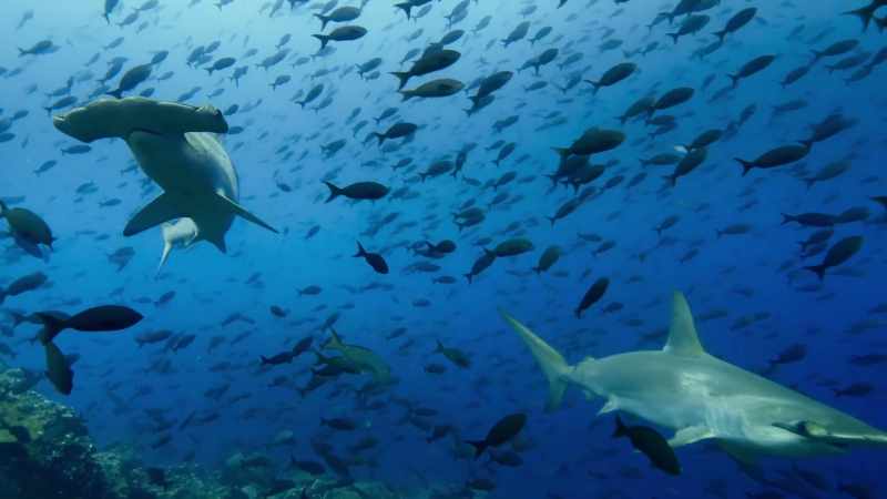 The whale shark receives an extraordinary welcome