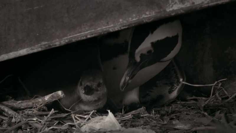 The Wheelbarrows are up late with the babies