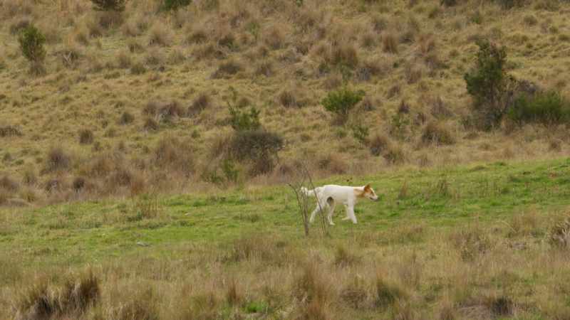 The white dingo has more than one reason to be so relentless