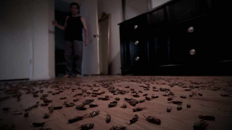 The whole floor was littered with dead bugs