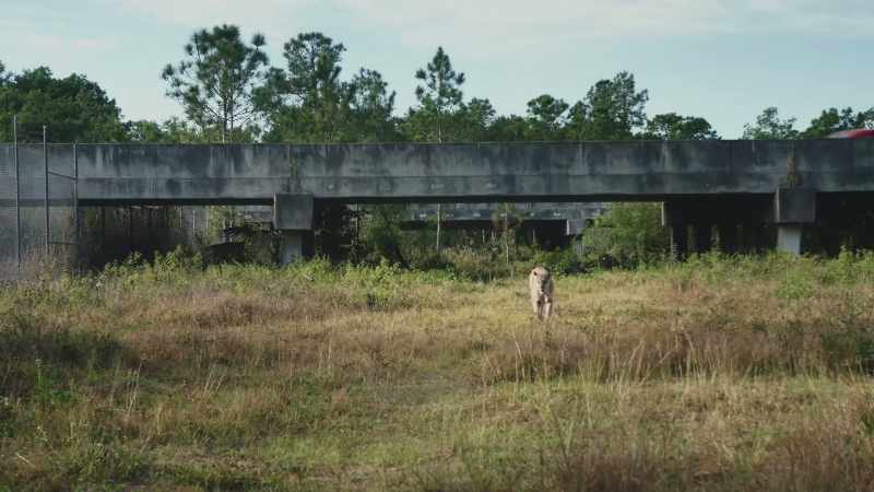 The wildlife corridor is a way