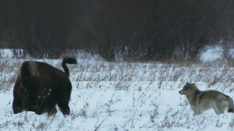 The wolf pack's only chance
