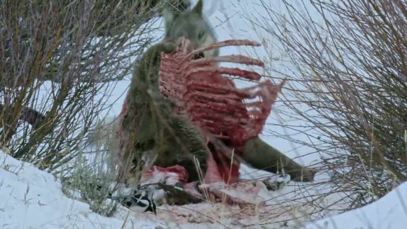The wolf's ability to hunt