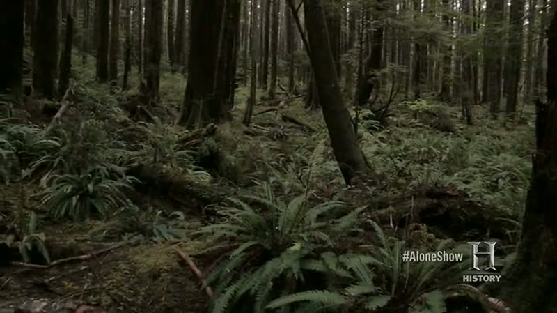 The woods are thick