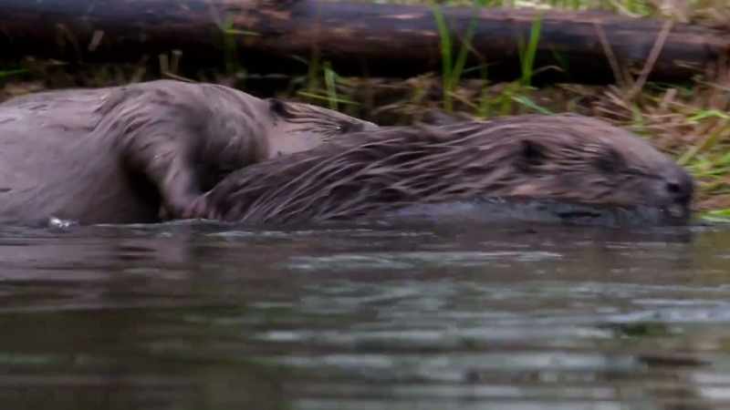 The work of these beavers is remarkable